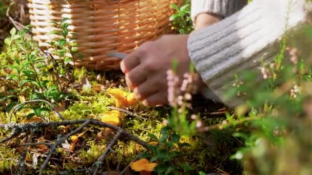 Молодая женщина собирает грибы в осеннем лесу — стоковое видео