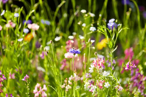 Piękne kwiaty polne w ogrodzie letnim — Zdjęcie stockowe