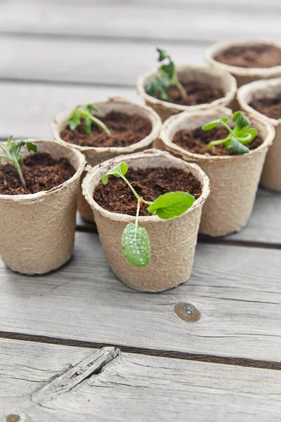 Seedlings in pots with soil on wooden background — Stock Photo, Image