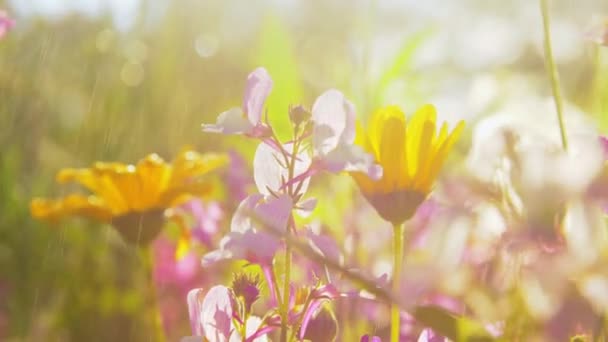Vackra fält blommor i sommar trädgård — Stockvideo