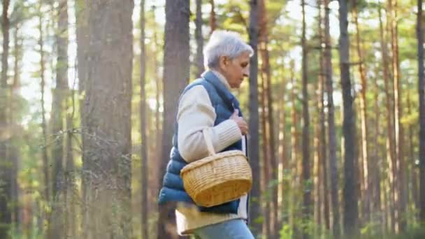 Donna anziana raccolta funghi nella foresta autunnale — Video Stock