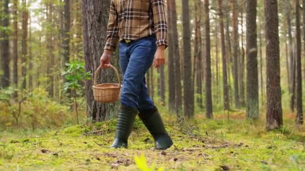 Hombre feliz con la cesta recogiendo setas en el bosque — Vídeo de stock