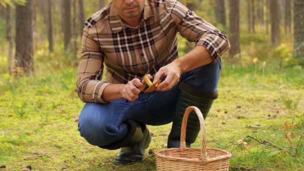 森の中でキノコ狩りをする男 — ストック動画