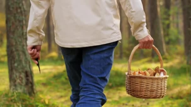 Homme avec panier cueillette de champignons dans la forêt — Video