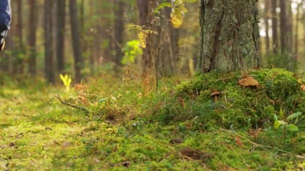 Uomo con cesto raccolta funghi nel bosco — Video Stock