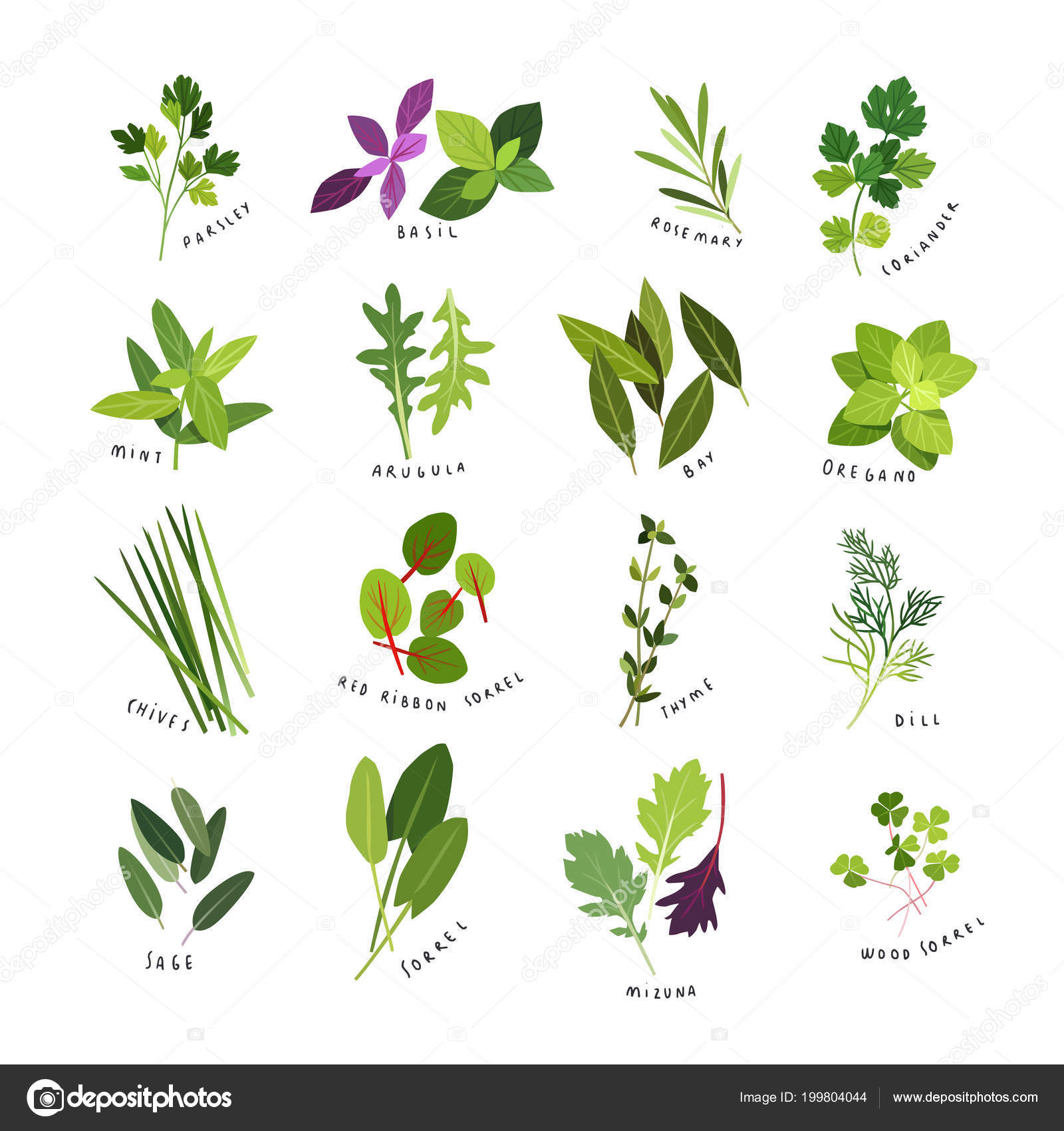 剪贴画插图的药草和香料如欧芹迷迭香芝麻菜红丝带酢浆草百里香鼠尾草酢浆草水菜和酢浆草图库矢量图©deisey 199804044, image size:1600x1700