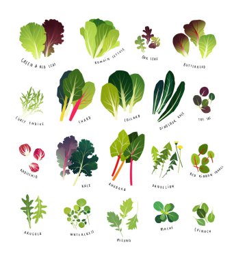 Ortak yapraklı yeşil marul, kıvırcık hindiba, chards, karalahana, dinozor kale, gibi tat soi, radicchio, kıvırcık lahana, ravent, karahindiba, kuzukulağı, roka, su teresi, mizuna, mache ve ıspanak