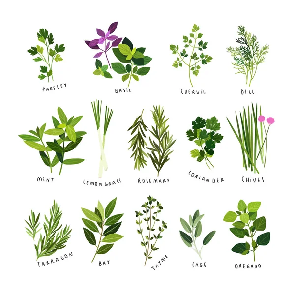 Illustrations Herbes Épices Telles Que Persil Basilic Cerfeuil Aneth Menthe — Image vectorielle