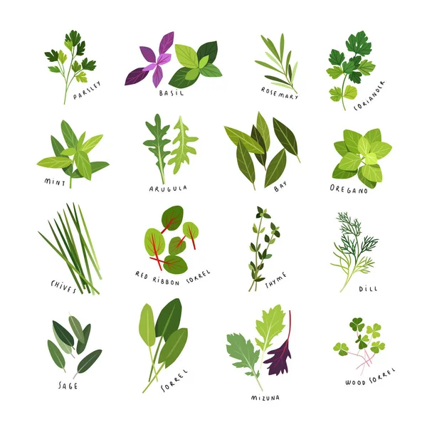 Clip Art Illustrations Herbs Spices Parsley Basil Rosemary Coriander Mint — Stock Vector