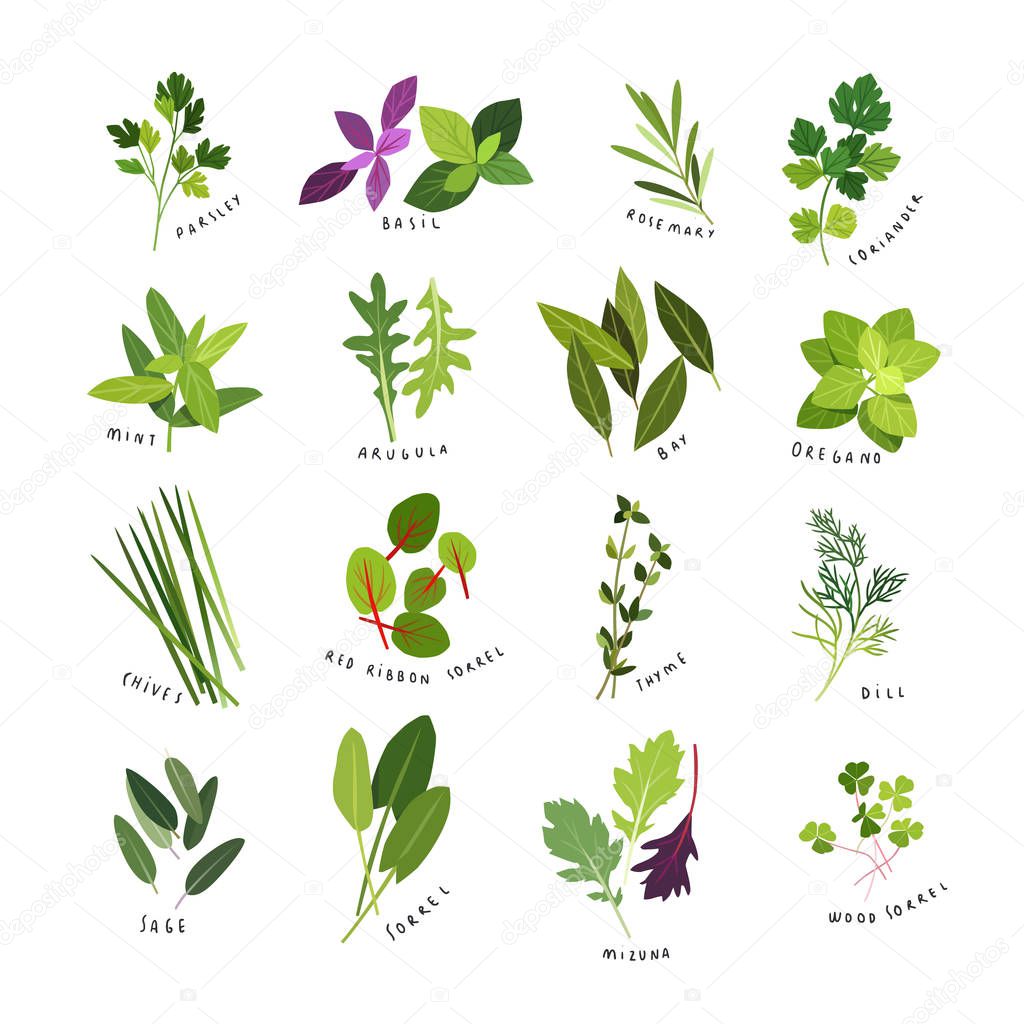 Clip art illustrations of herbs and spices such as parsley, basil, rosemary, coriander, mint, arugula, bay, oregano, chives, red ribbon sorrel, thyme, dill, sage, sorrel, mizuna and wood sorrel