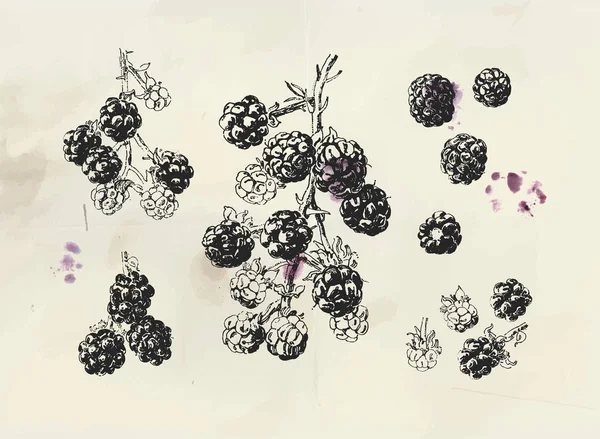 Illustrazione Dell Annata Del Blackberry Ramo Blackberry Disegnata Mano Isolata — Vettoriale Stock