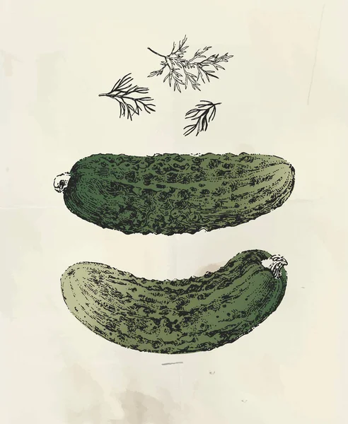 Illustration Cru Des Concombres Dessinés Encre Plante Aneth — Image vectorielle