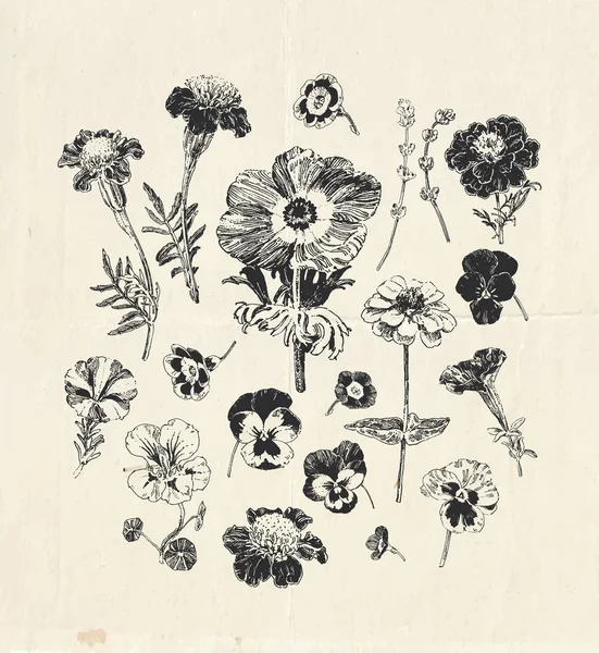 Vintage Grafiki Botanicznej Zbiór Ręcznie Rysowane Kwiaty Takie Jak Nagietka — Wektor stockowy