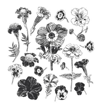 Botanik grafikler, marigold, petunya, muhallebi çocuğu ve şakayık gibi el çizimleri koleksiyonu.