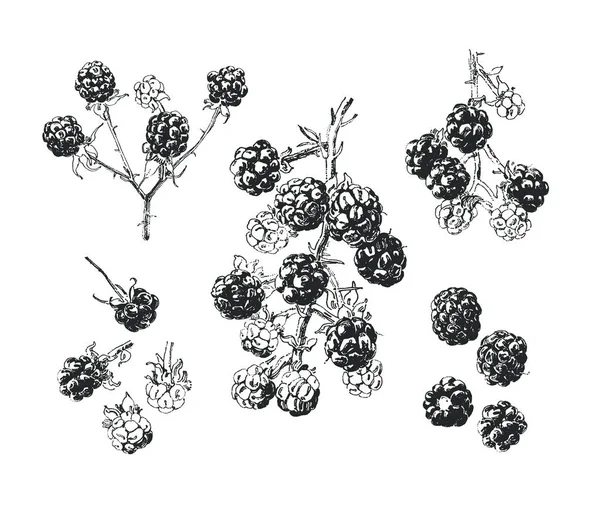 孤立した手描きのブラックベリーの枝シングルベリー — ストックベクタ