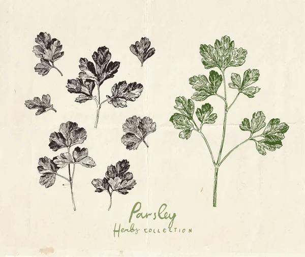 Nahaufnahme Illustration Von Petersilienkraut Vintage Handgezeichneten Petersilienblättern — Stockvektor