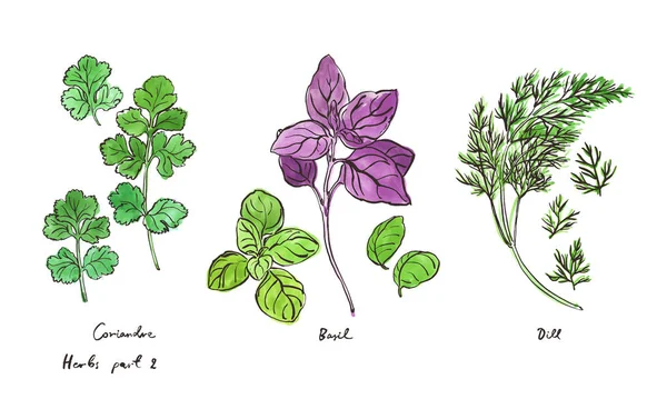 Herbes Culinaires Illustrations Dessinées Main Isolées Sur Blanc Partie — Image vectorielle