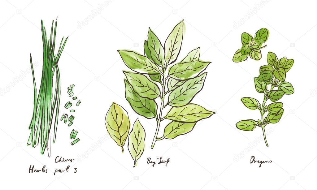 Culinary herbs, hand drawn illustrations isolated on white, part 3