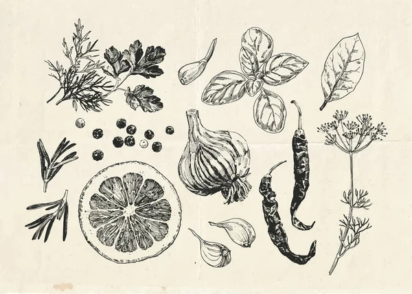 Handgezeichnetes Kräuter Und Gewürzset Vintage Illustration — Stockvektor