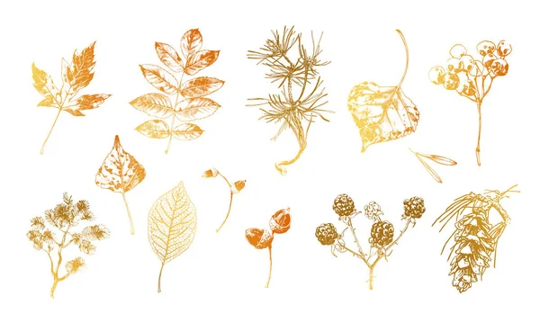 Verzameling Van Met Hand Getekende Botanische Elementen Bladeren Bessen Zaden — Stockvector