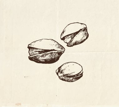 Fındık ve tohum çizimi, fıstıklı vintage çizim