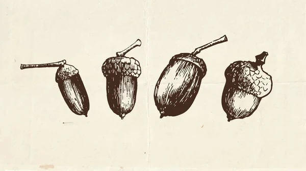 Dibujo Frutos Secos Semillas Bellotas Ilustración Vintage — Archivo Imágenes Vectoriales