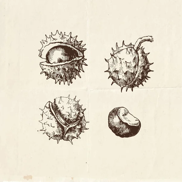 Dessin Écrou Illustration Vintage Châtain — Image vectorielle