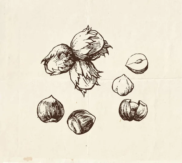 Kresba Ořechů Ilustrace Lískových Oříšků — Stockový vektor