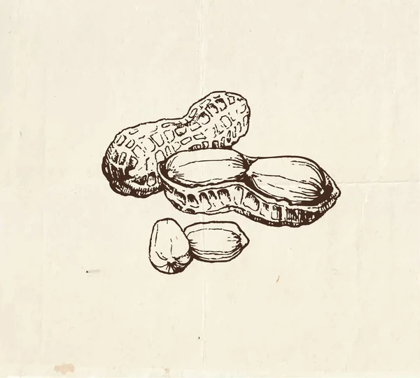 Nusszeichnung Erdnüsse Vintage Illustration — Stockvektor
