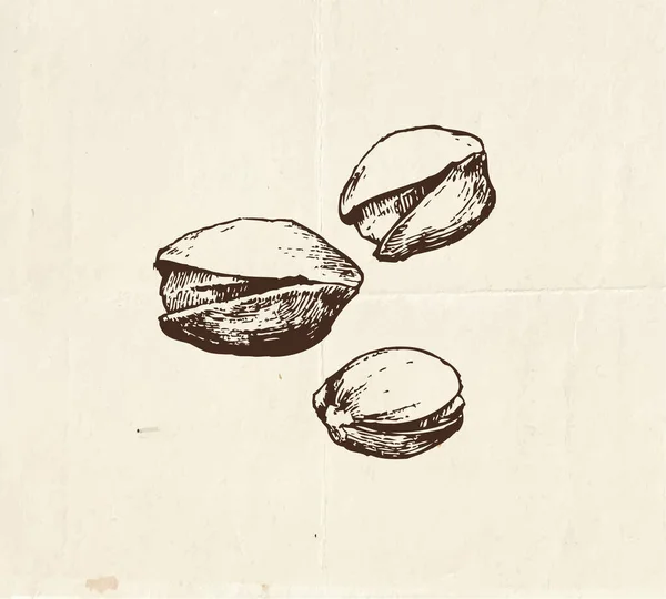 Nüsse Und Samen Zeichnung Pistazien Vintage Illustration — Stockvektor