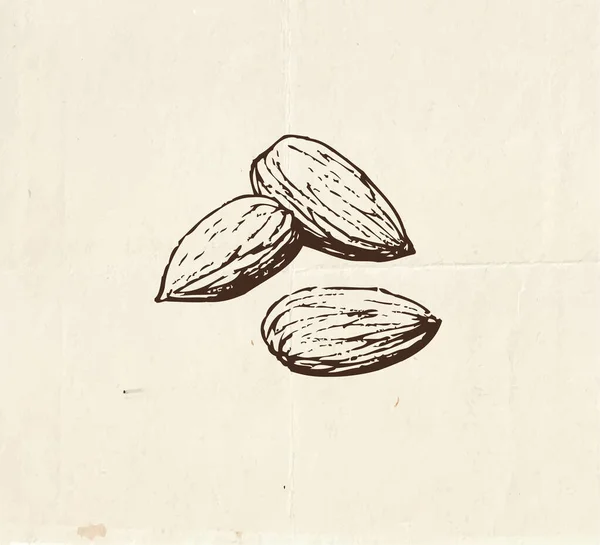 坚果和种子的提取 杏仁的古老图解 — 图库矢量图片