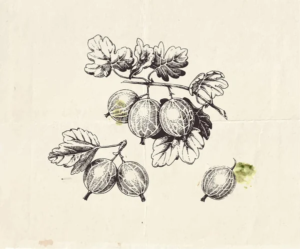 Handgetekende Illustratie Van Kruisbessentak Met Bessen Bladeren Gedetailleerde Botanische Tekening — Stockvector