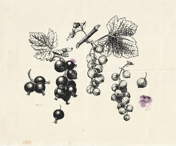 Illustrazione Disegnata Mano Del Ramo Ribes Nero Rosso Con Bacche — Vettoriale Stock