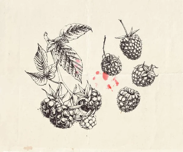 Handgezeichnete Illustration Eines Himbeerzweiges Mit Beeren Und Blättern Detaillierte Botanische — Stockvektor