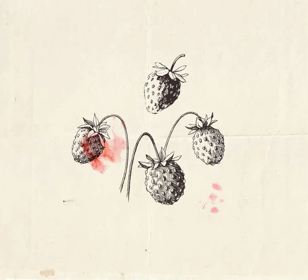Handgetekende Illustratie Van Kleine Wilde Aardbeien Gedetailleerde Botanische Tekening — Stockvector