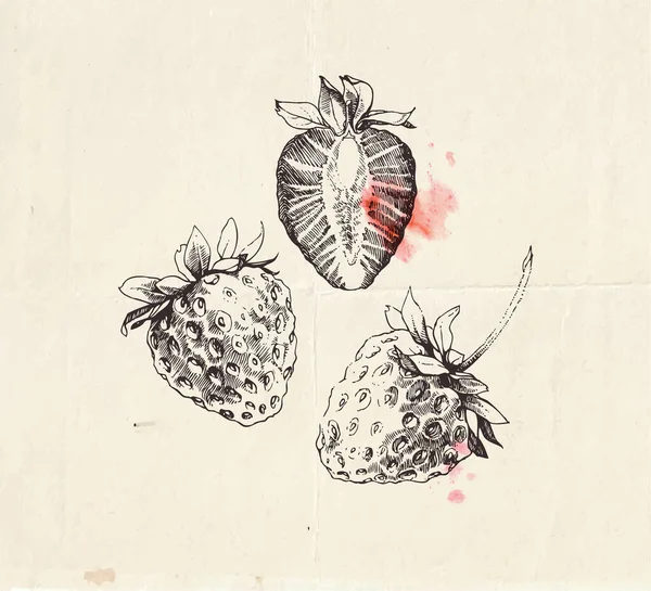 手工绘制的草莓图解 切割成半个浆果 精美的古色古香图画 — 图库矢量图片