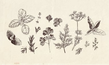 Elle çizilmiş mutfak bitkileri çizimleri, klipsli botanik çizimleri.