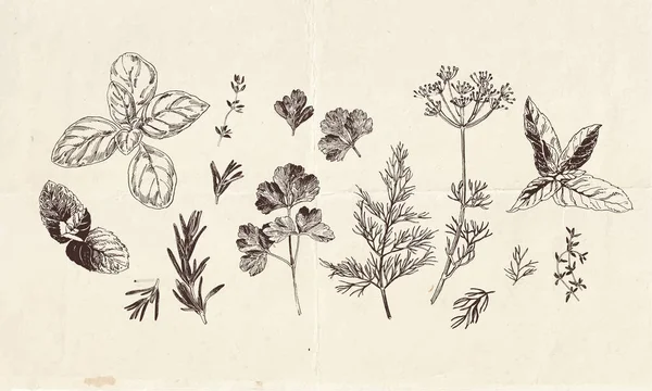 Ručně Kreslená Sbírka Kulinářských Výkresů Bylin Botanické Ilustrace Klipartů — Stockový vektor