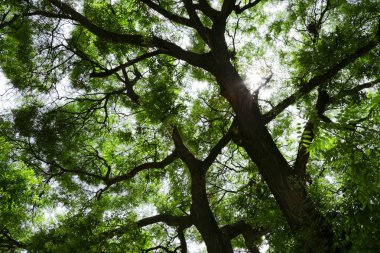 Şube ve ilkbaharda ağaçların gövdeleri. Bahar manzara.