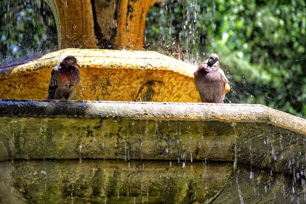 La colomba è bagnata in una fontana di città — Foto Stock