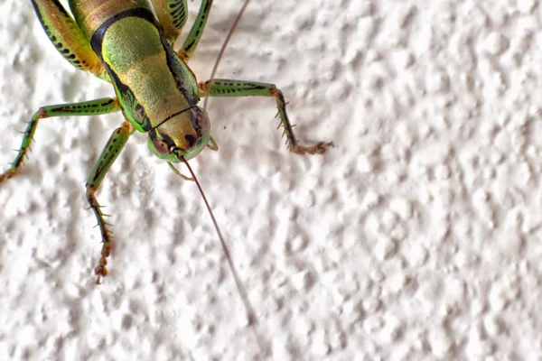 Close up of grasshopper sitting on rock. — Stock Photo, Image