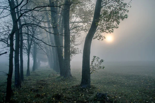 Sabah sis yolda. Gündoğumu, sonbahar orman — Stok fotoğraf