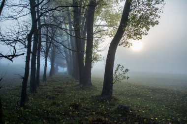 Sabah sis sonbahar orman gündoğumu, yolda