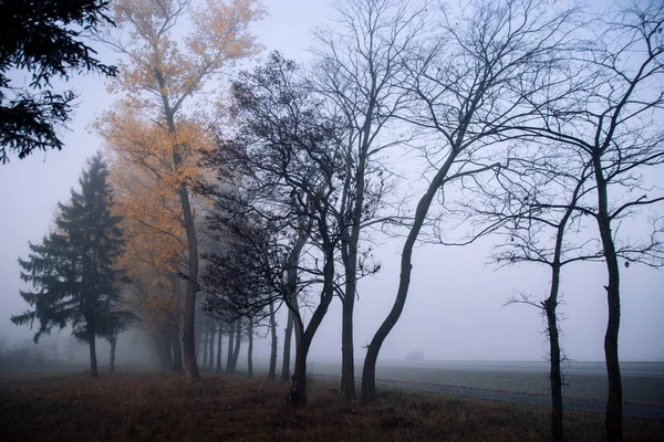 Morning fog on the road. Autumn forest at sunrise — Stock Photo, Image