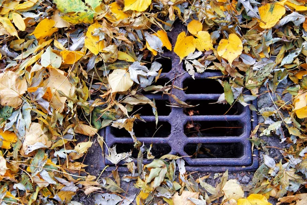 Jesienne liście w odpływ kanalizacji w Kijowie park — Zdjęcie stockowe