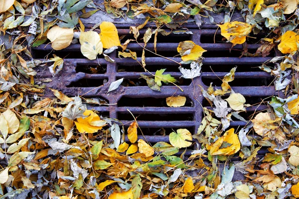 Осіннє листя в каналізаційні дренажні у Києві парк — стокове фото