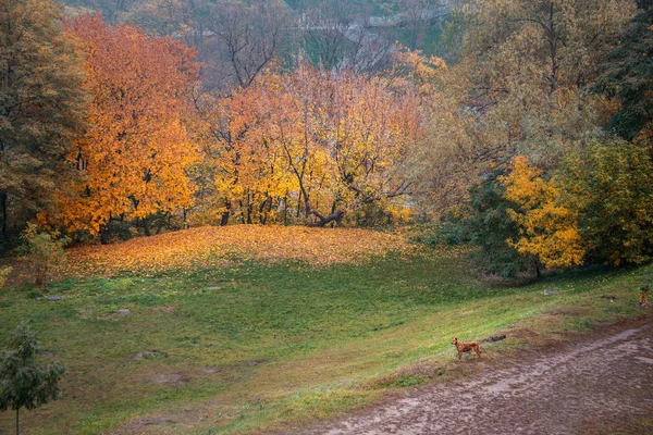 Autumn landscape with dog in the sunlight, Ukrain — Stock Photo, Image