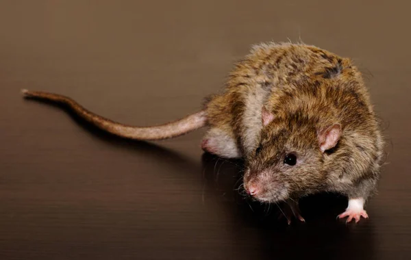 Rato castanho no fundo escuro — Fotografia de Stock