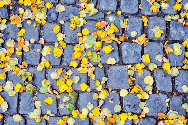 Herbsthintergrund Gelbe Herbstblätter Auf Einer Quadratischen Alten Steinplatte Der Stadt — Stockfoto