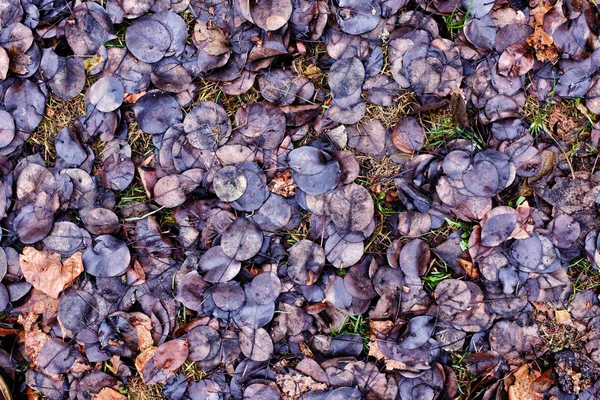 Background of blackened autumn leaves. — Stock Photo, Image